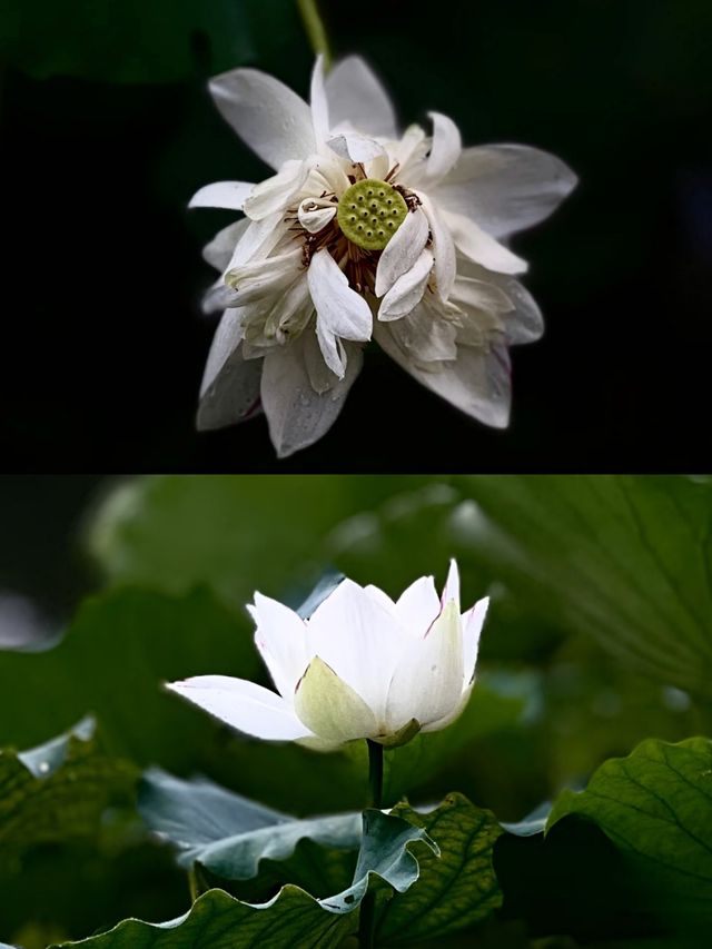 杭州賞荷花攻略，打卡避雷看這篇