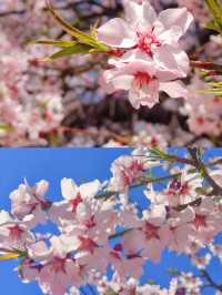 春季賞桃花圖鑑：拉薩行
