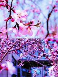 《帶她一起賞桃花朵朵開！》