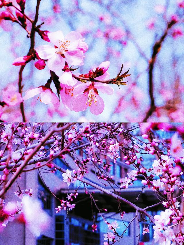 《帶她一起賞桃花朵朵開！》