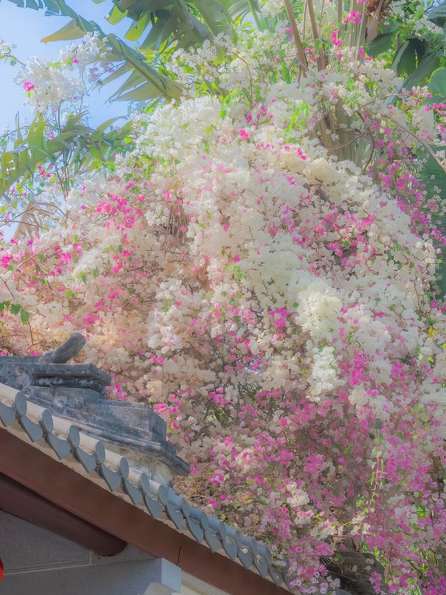在園博園，看到了春日賞花天花板