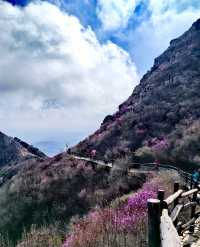 大連大黑山杜鵑花海超詳細遊玩攻略