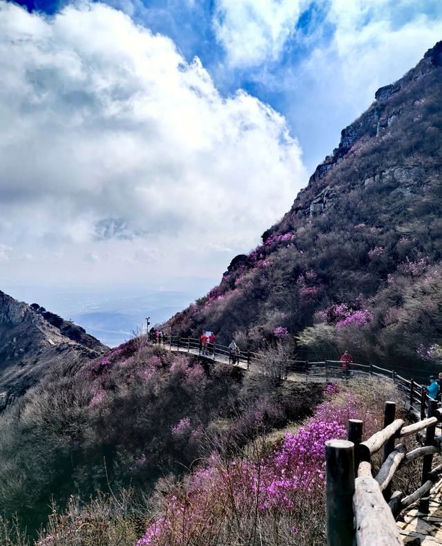 大連大黑山杜鵑花海超詳細遊玩攻略