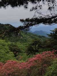 杜鵑花海暴擊｜在鄂東第一峰收割春日限定浪漫