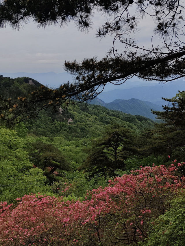 杜鵑花海暴擊｜在鄂東第一峰收割春日限定浪漫