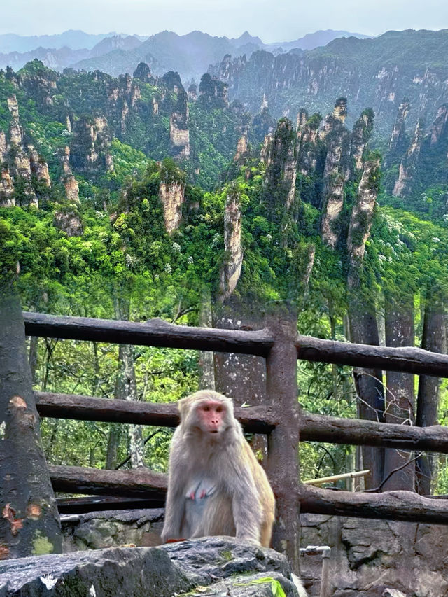 這片"懸浮山"仙境，真的在地球上嗎？