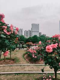 鋼鐵之都的粉色革命｜和平公園月季圖鑑（附獨家機位）