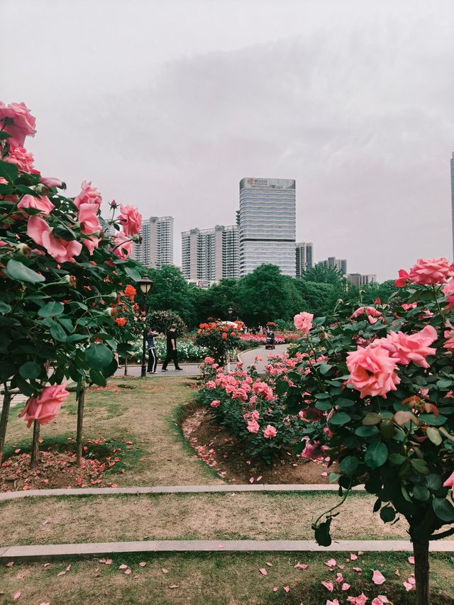 鋼鐵之都的粉色革命｜和平公園月季圖鑑（附獨家機位）