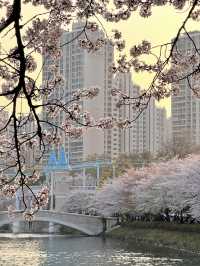 🌸首爾石村湖，夜櫻絕美之境