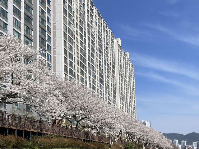 🌸釜山溫泉川市民公園，櫻花夢幻之約🌸