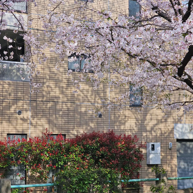 🌸京都花見小路 | 漫步櫻花與古風交織的絕美畫卷