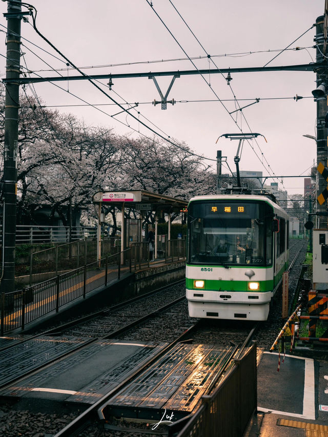 東京 | 搭乘昭和風情的櫻花電車🌸