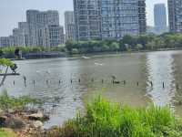 樂清清和公園：城市綠肺與人文交融嘅詩意空間