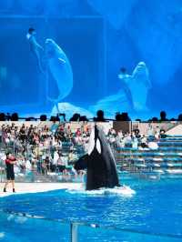 北京to上海海昌海洋公園 | 打工仔放電攻略
