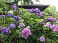 #多摩川台公園嘅繡球花