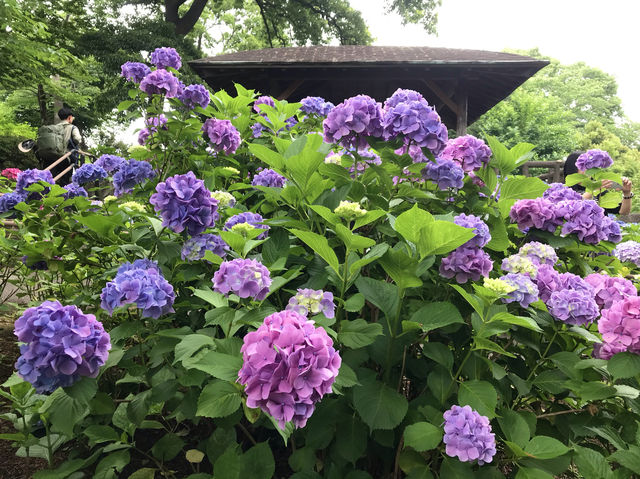 #多摩川台公園嘅繡球花