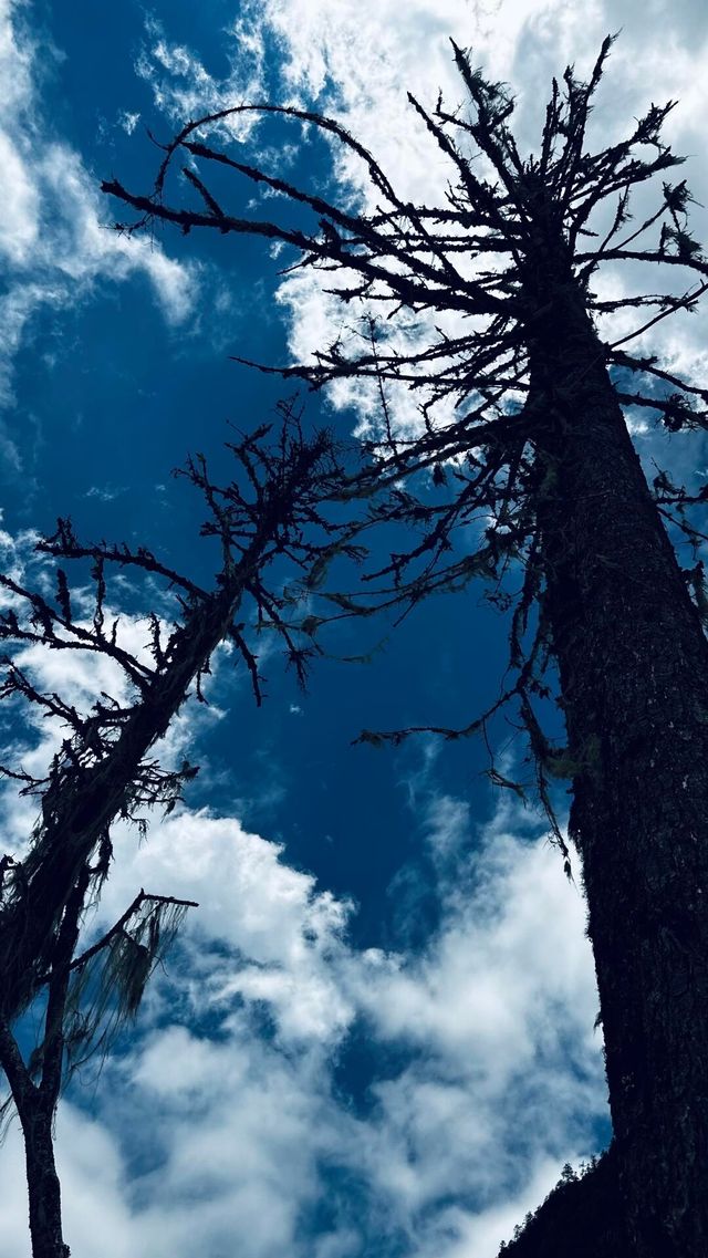 成都出發8小時！闖進理小路的野性美學世界