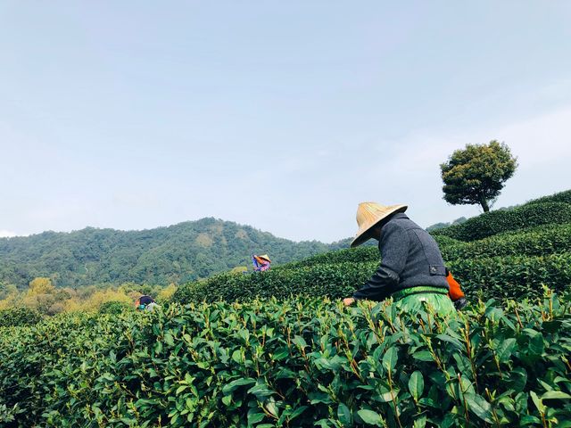 浙江|杭州 龍井村 旅遊攻略