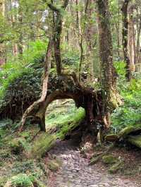 藏在山林裡的綠色奇境：走進臺灣的秘境森林，找回內心的平靜