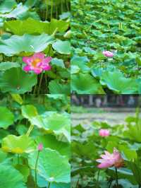 合肥賞荷攻略｜夏日限定版城市美學