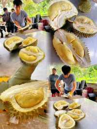 馬來西亞檳城浮羅山背食樹上熟榴槤啦！！！