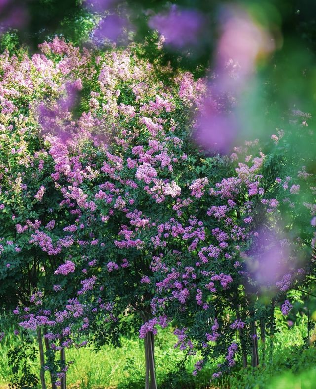 紫薇公園賞花全攻略