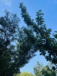 徐滙濱江西岸瘋狂動物城打卡地-寵物友好地標