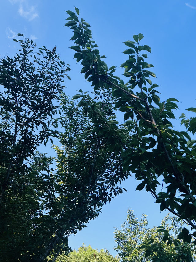徐滙濱江西岸瘋狂動物城打卡地-寵物友好地標