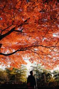莫干山蔓庭花園別墅｜楓葉編織的秋日夢幻