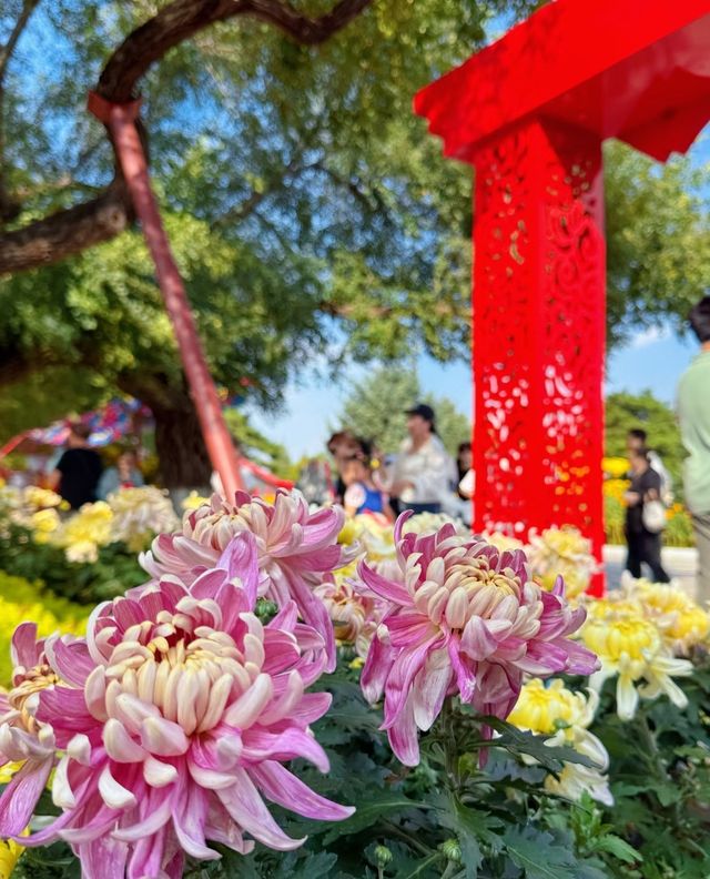 南方人赴沈記：十一北陵賞楓品菊與豪澤酒店的暖心時光