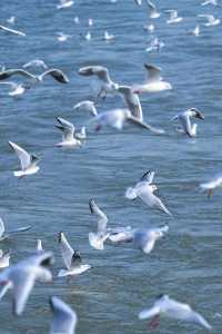 太湖落日觀鳥絕佳地