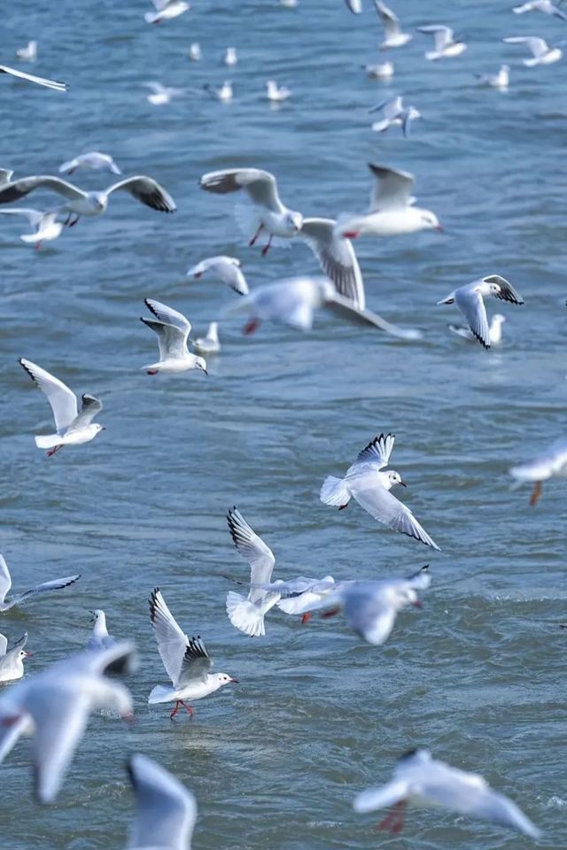 太湖落日觀鳥絕佳地