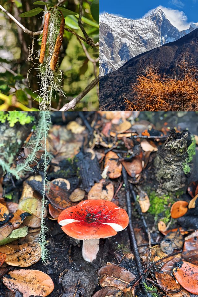 西藏的秋天，把半壁絕色都給了林芝！10月去正正好