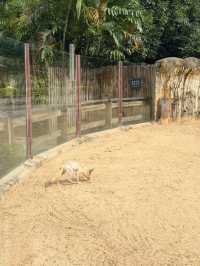 西麗動物園超詳細攻略