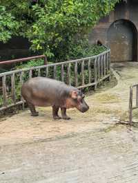 #濟南野生動物世界｜與梅花鹿0距離貼貼攻略 自駕+步行雙體驗！保姆級攻略收好！ 濟南野生動物園