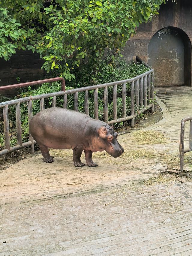 #濟南野生動物世界｜與梅花鹿0距離貼貼攻略 自駕+步行雙體驗！保姆級攻略收好！ 濟南野生動物園