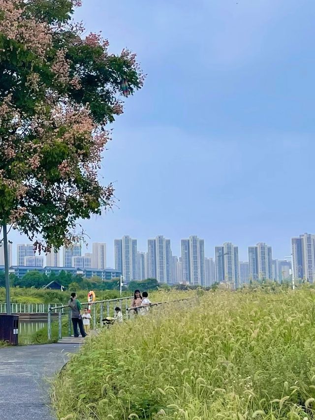 醉入油畫仙境！長沙洋湖濕地花海暴走指南