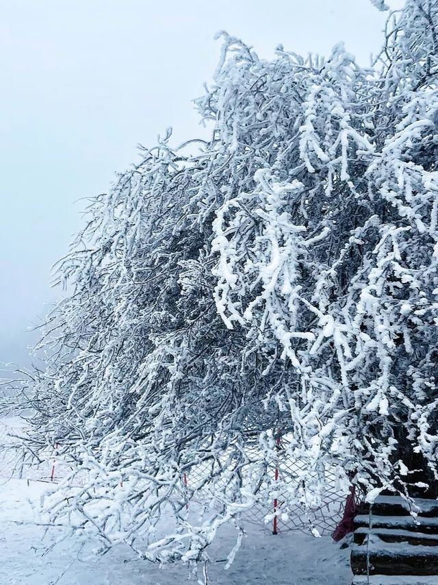 重慶下雪了！衝！仙女山2日遊保姆級攻略！