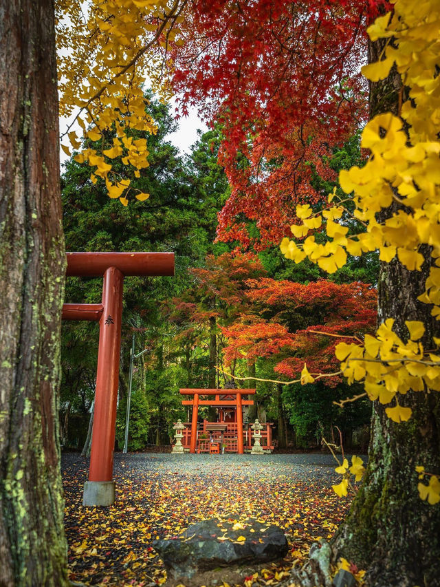 日本紅葉季，京都去了十幾次，但最愛奈良。