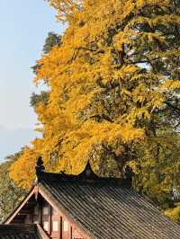 誰懂啊！秋天的都江堰藏著 “金色徒步道”