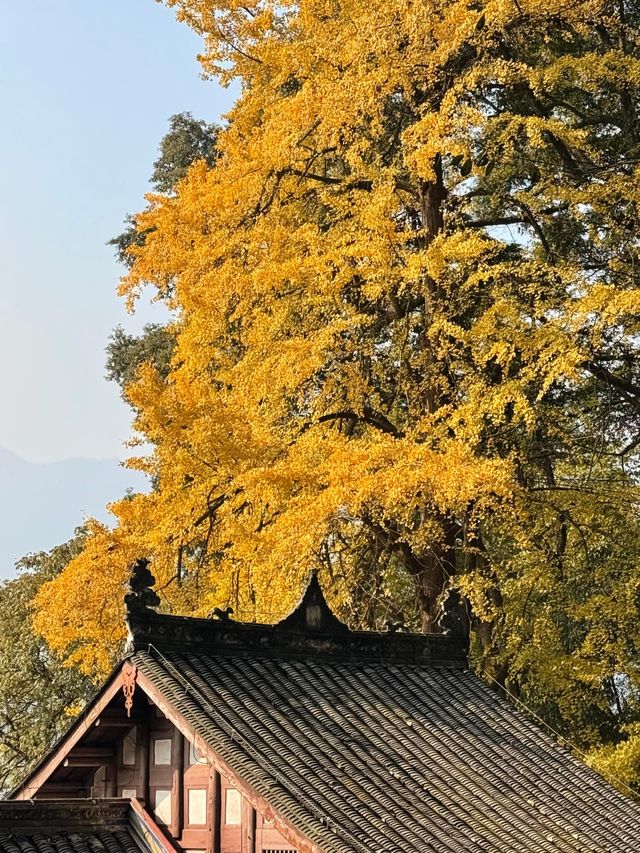 誰懂啊！秋天的都江堰藏著 “金色徒步道”