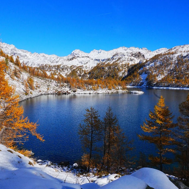 🇮🇹이탈리아 알페 데베레오, 야생 여우와의 뜻밖의 만남 🦊