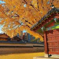 🍂 서울 가을, 2만 걸음으로 만나는 황금의 추억