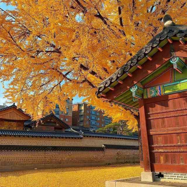 🍂 서울 가을, 2만 걸음으로 만나는 황금의 추억