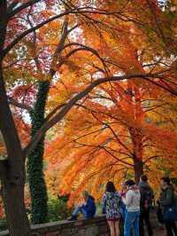 00後創業人的心靈治癒之旅雲平山秋日仙境全攻略