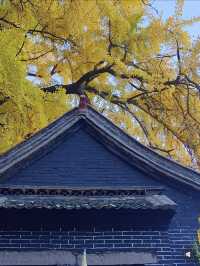 淄博白石洞11月遊玩攻略:邂逅千年銀杏之美