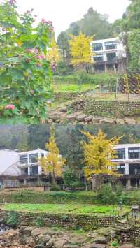 青城山免票！雲孚里莊園春秋假遛娃封神