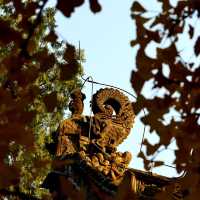 🍁 가을이 가장 아름다운 사찰, 대비사에서 찾은 고요함