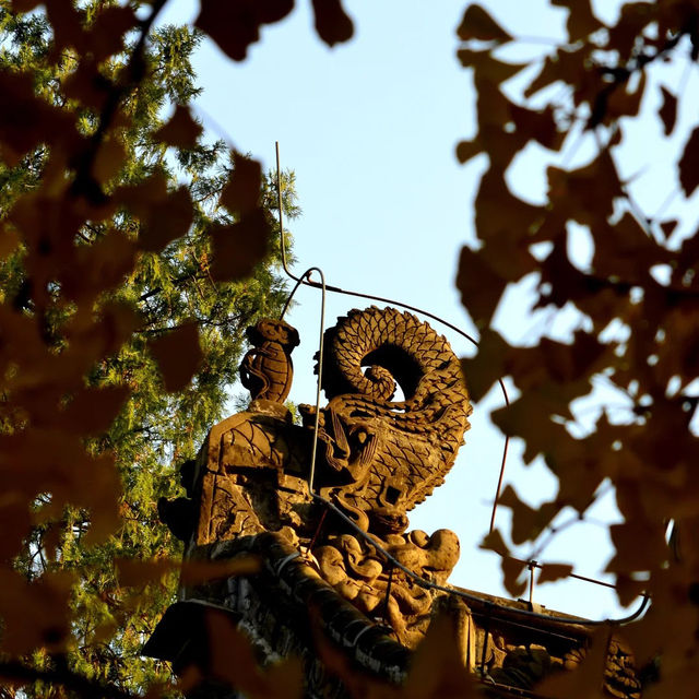 🍁 가을이 가장 아름다운 사찰, 대비사에서 찾은 고요함 🍁 가을이 가장 아름다운 사찰, 대비사에서 찾은 고요함