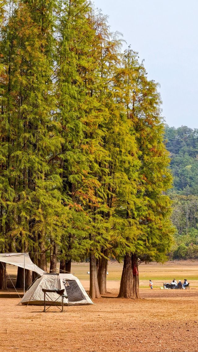 南昌紅葉季打卡指南這幾個地方強烈推薦！